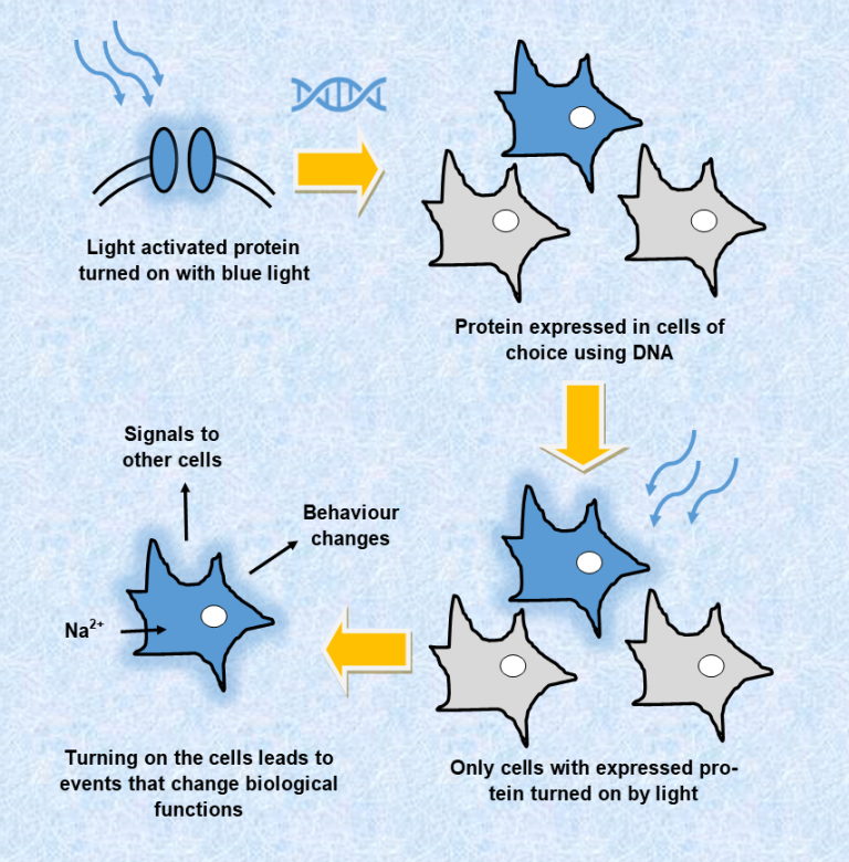 Illuminating Research by Controlling Cells with Light