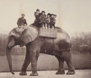 Elephant Archaeology Argonauts And Emperors