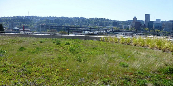 A photograph of a greenroof in Portland, Oregon, visited during the team's interdisciplinary trip to investigate whether Portland is a Blue-Green City