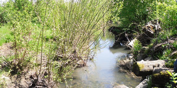 A photograph of the Johnson Creek restoration project, Portland, Oregon