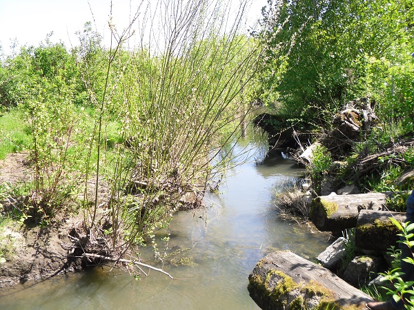 A photograph of the Johnson Creek restoration project, Portland, Oregon