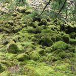 A photograph of moss covered rocks and boulders along the forest floor