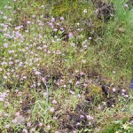 A photograph of wildflowers along the Hamilton Mountain trail