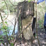 A photograph of a tree trunk after beaver damage, Johnson Creek, Portland, Oregon