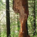 A photograph of a gnawed tree trunk, Hmilton Mountain trail, Washington State, US
