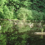 A photograph of Crystal Spring, a tributary of Johnson Creek