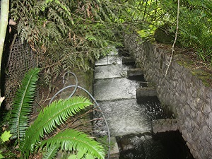 A photograph of a fish ladder at Crystal Springs