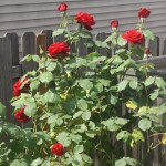 A photograph of Portland roses