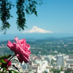 A photograph of a rose and mountain in the background