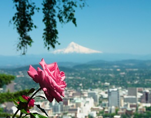 A photograph of a rose and mountain in the background