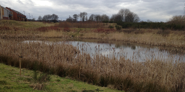 A photograph of a SuDS pond in Newcastle, UK.