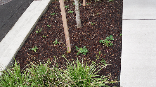A photograph of a bioswale in Portland, Oregon (recently planter).
