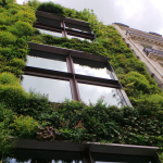 Green wall as an example of multi-functional blue-green infrastructure