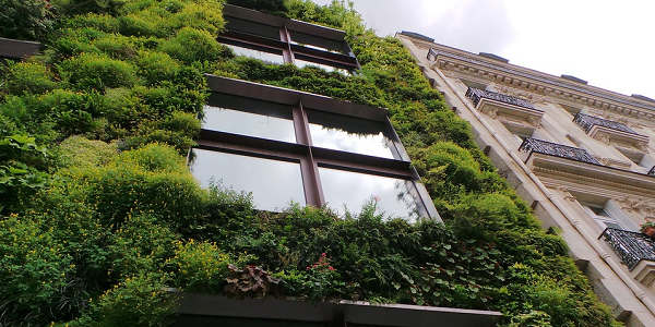 Green wall as an example of multi-functional blue-green infrastructure