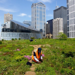 Green roof in Chicago