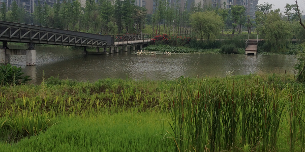 A photograph of the greenspace and river at the Ningbo Eco Corridor, northeast Zhejiang province, People's Republic of China. Photo credit: E. O'Donnell (June 2015).