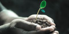 Hands cupping seedling in soil