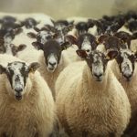 Images of sheep