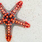 Orange starfish on sand