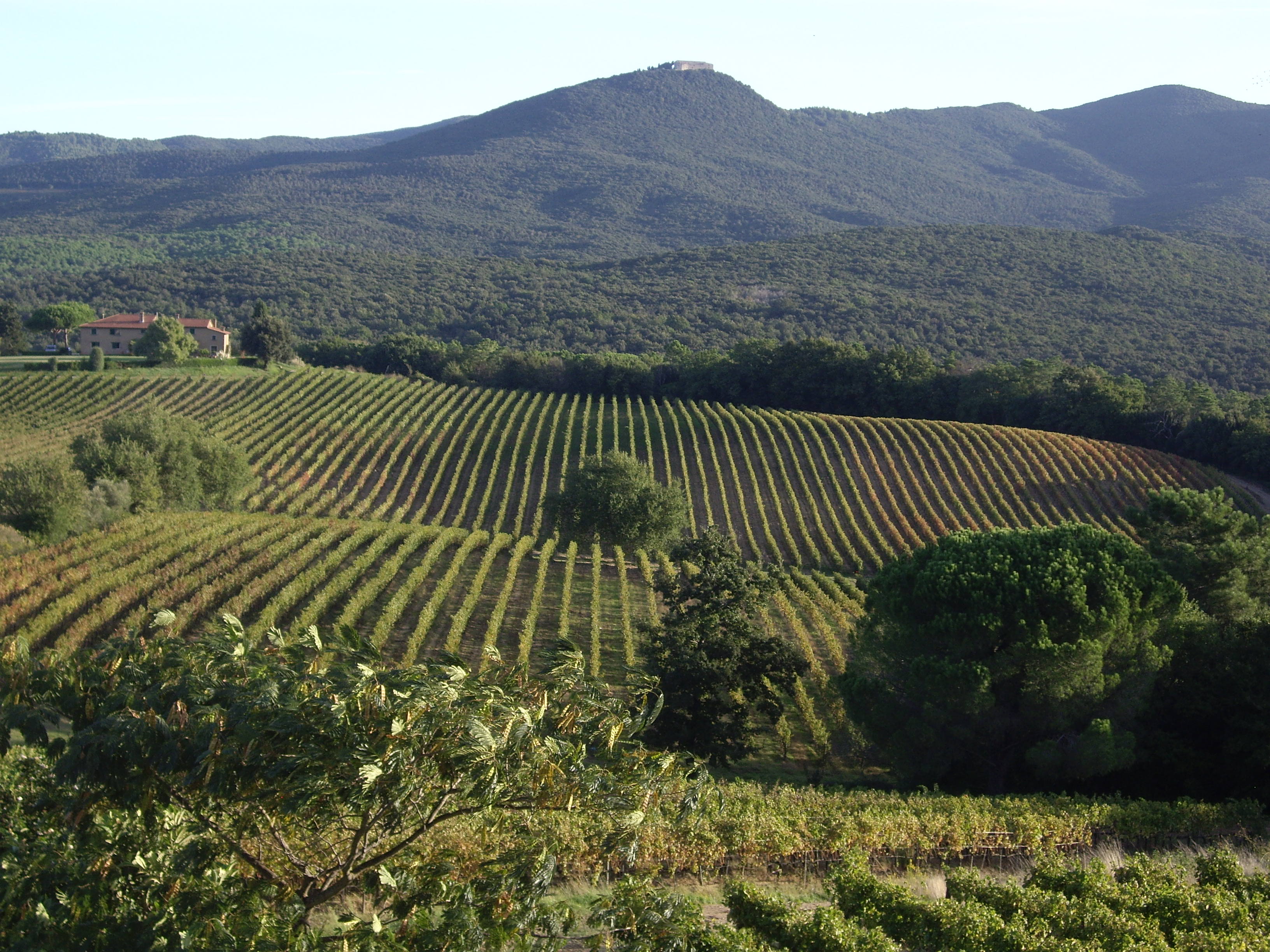 Landscape of vineyards with mountains behind