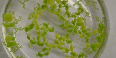 A small Petri dish with duckweed