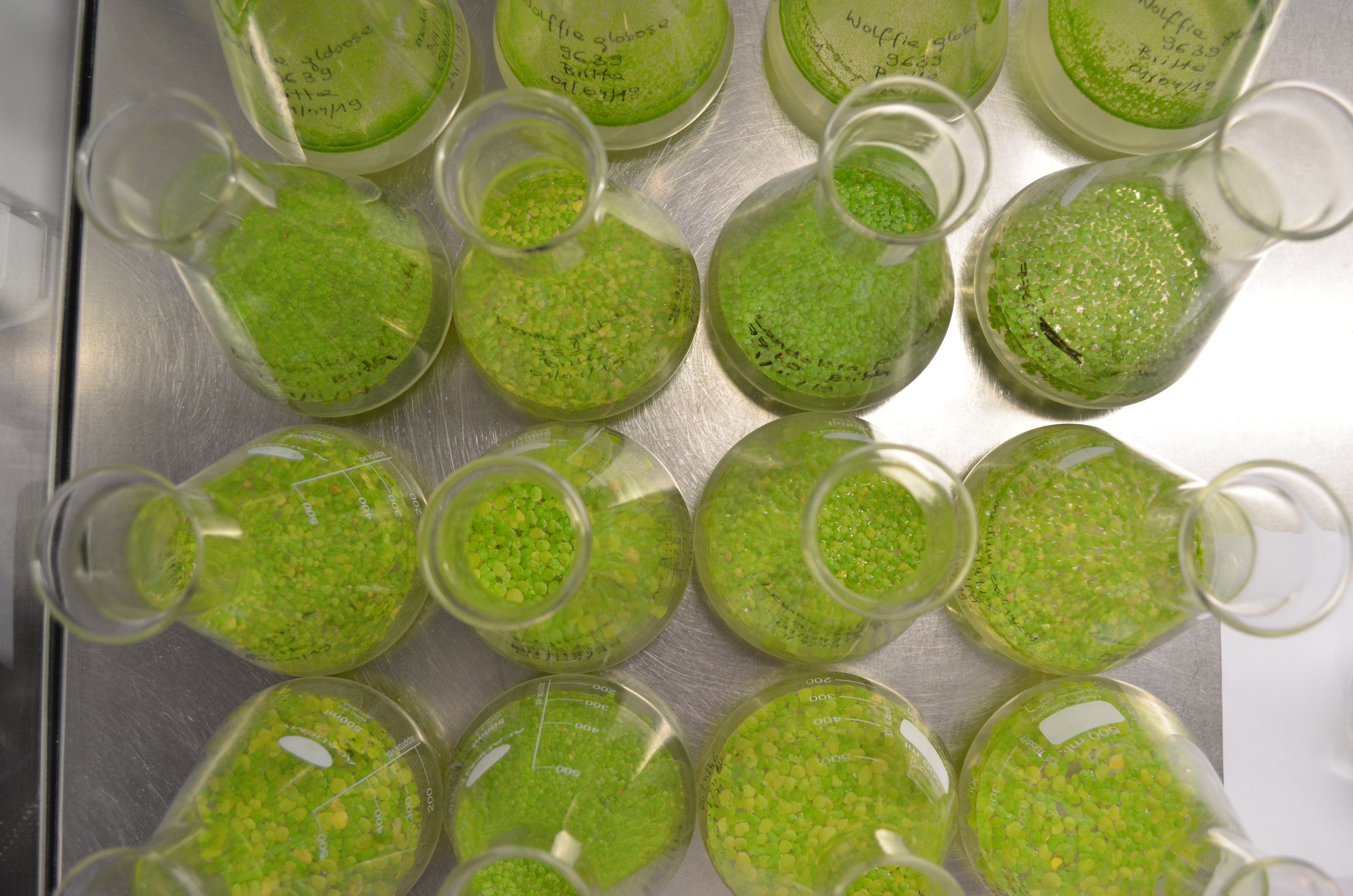 A collection of scientific glass jars with duckweeds growing in water