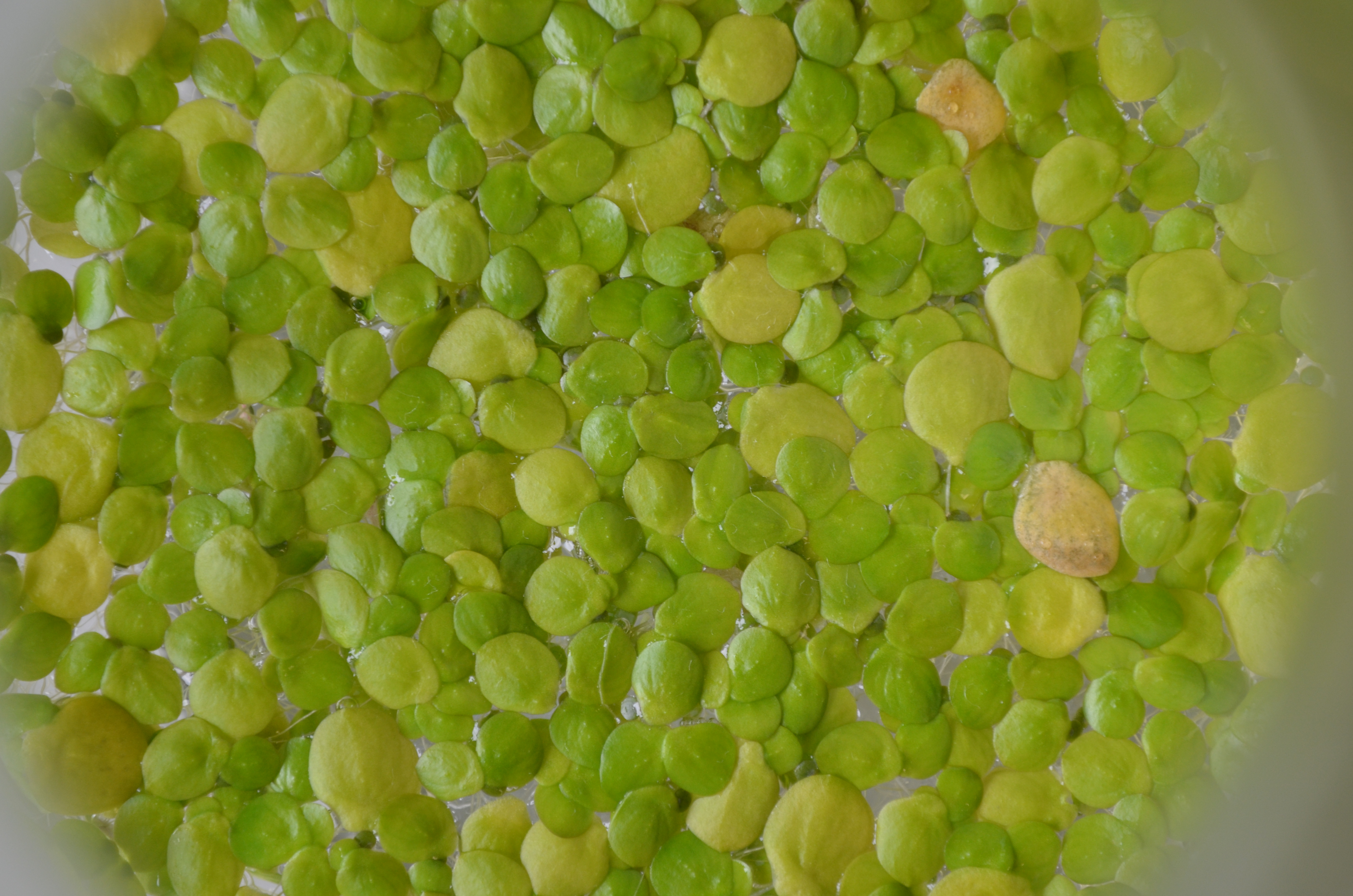 Close up shot of duckweeds growing. Lots of greens, yellows and orange colours.