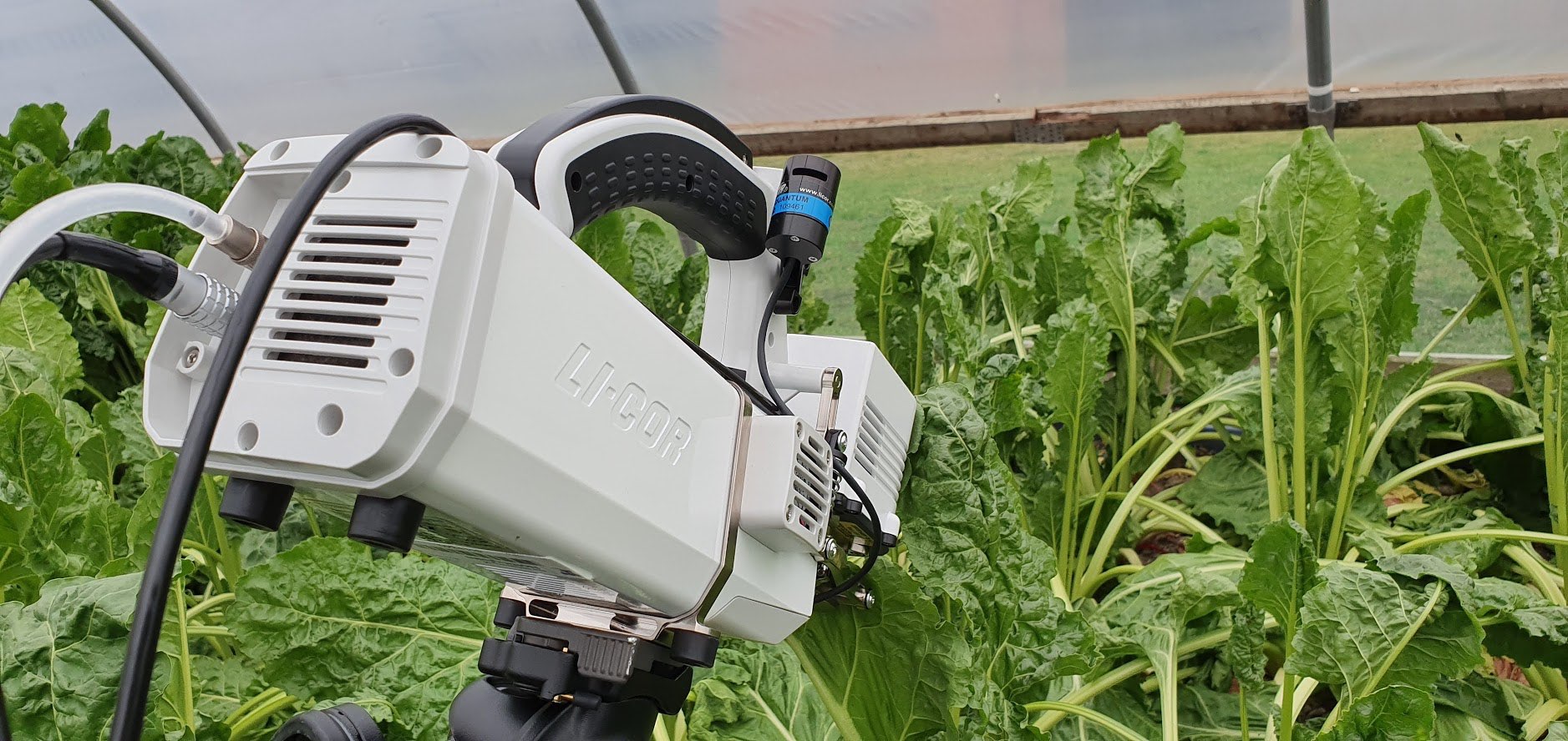 White Licor machine angled into sugar beet leaves