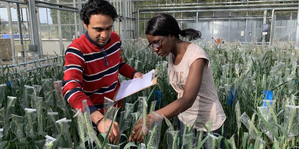 Veronica examining wheat in the glasshouse