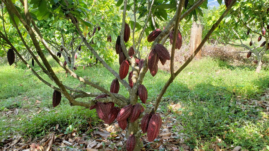 The problem of cadmium in cocoa beans Food Systems Institute