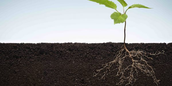 Soils have the potential to capture carbon. This image shows a plant growing in soil with its roots visible