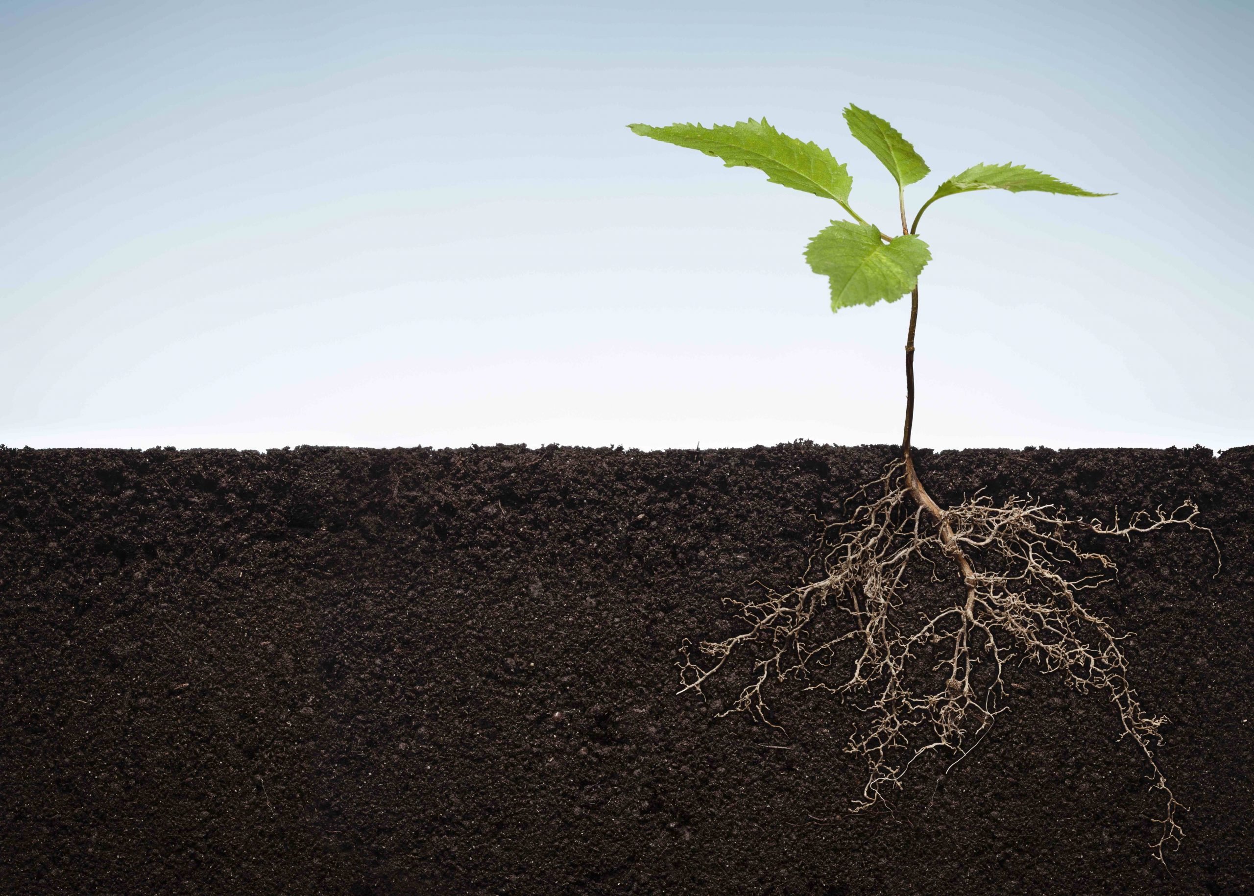 Soils have the potential to capture carbon. This image shows a plant growing in soil with its roots visible