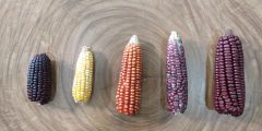 5 varieties of Gallito (little rooster) maize