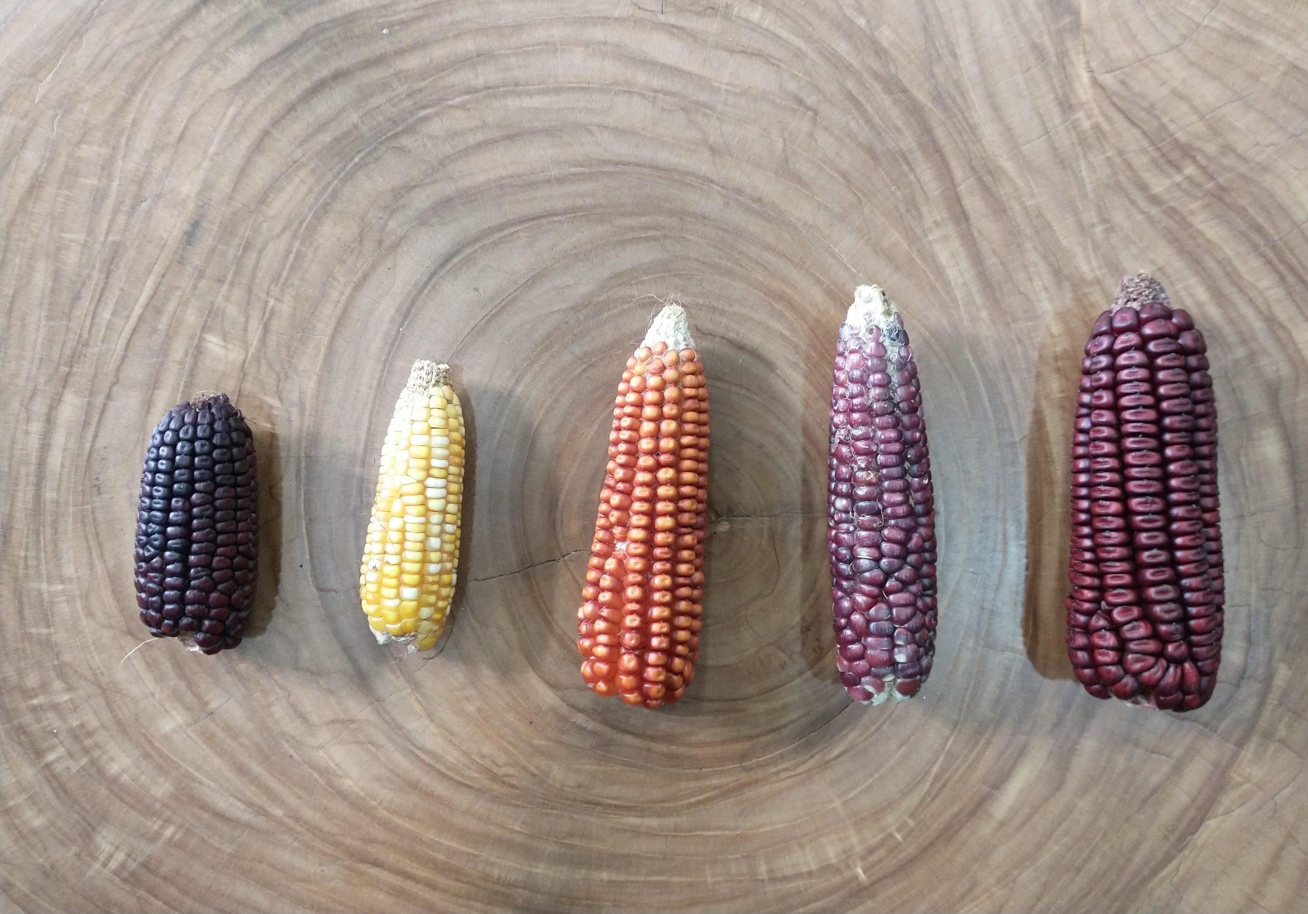 5 varieties of Gallito (little rooster) maize