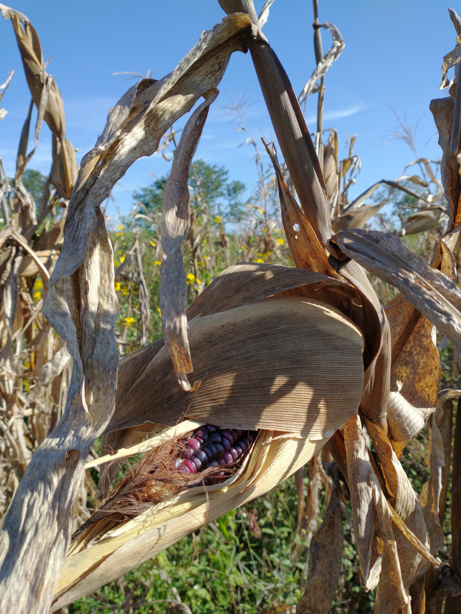 Local purple maize variety called Eh-Jub cultivated and ready to be harvested in a milpa in Maxcanu community in Western Yucatan - by Karla G. Hernandez-Aguilar