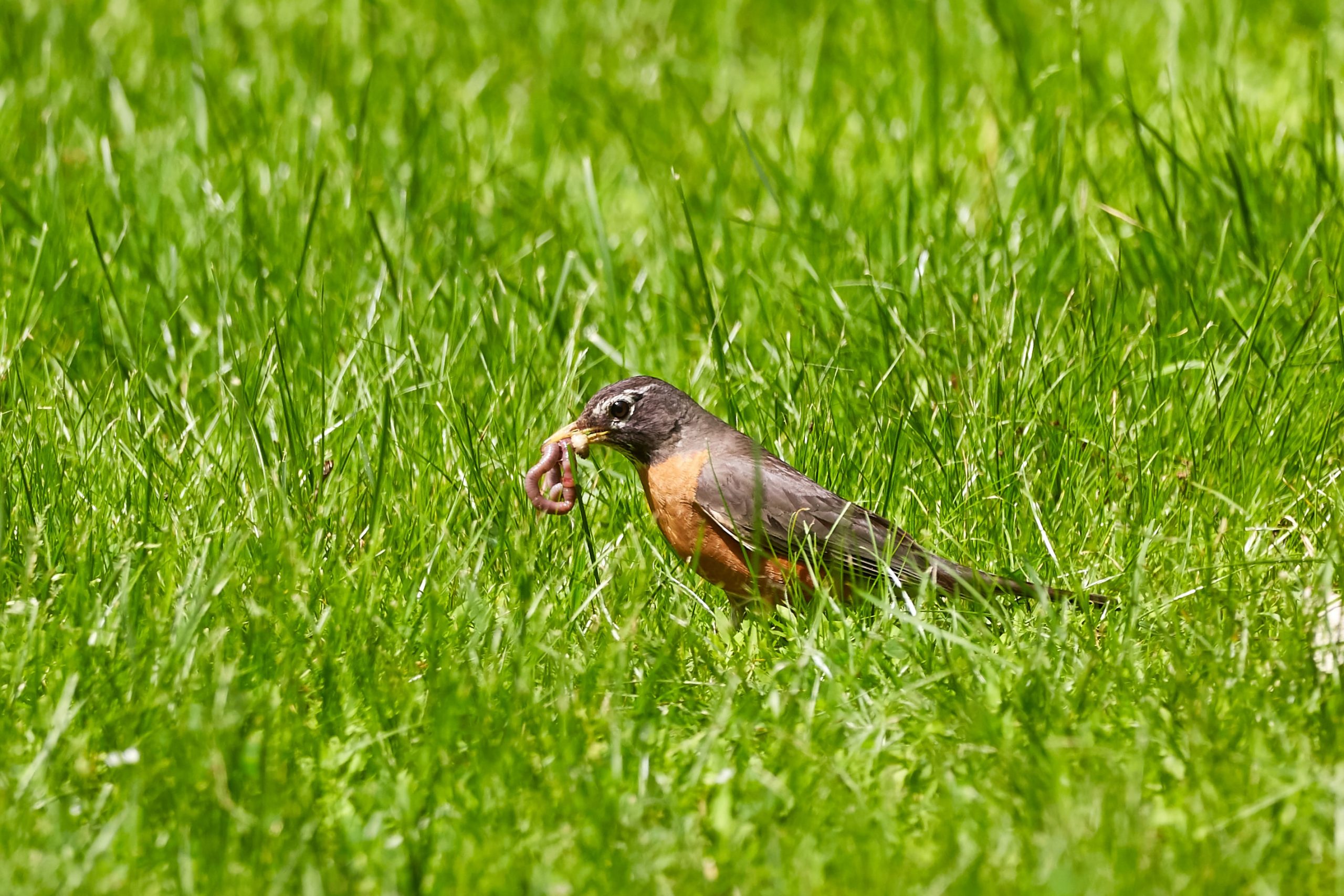 Bird with worm in grass by Mathew Schwartz on Unsplash