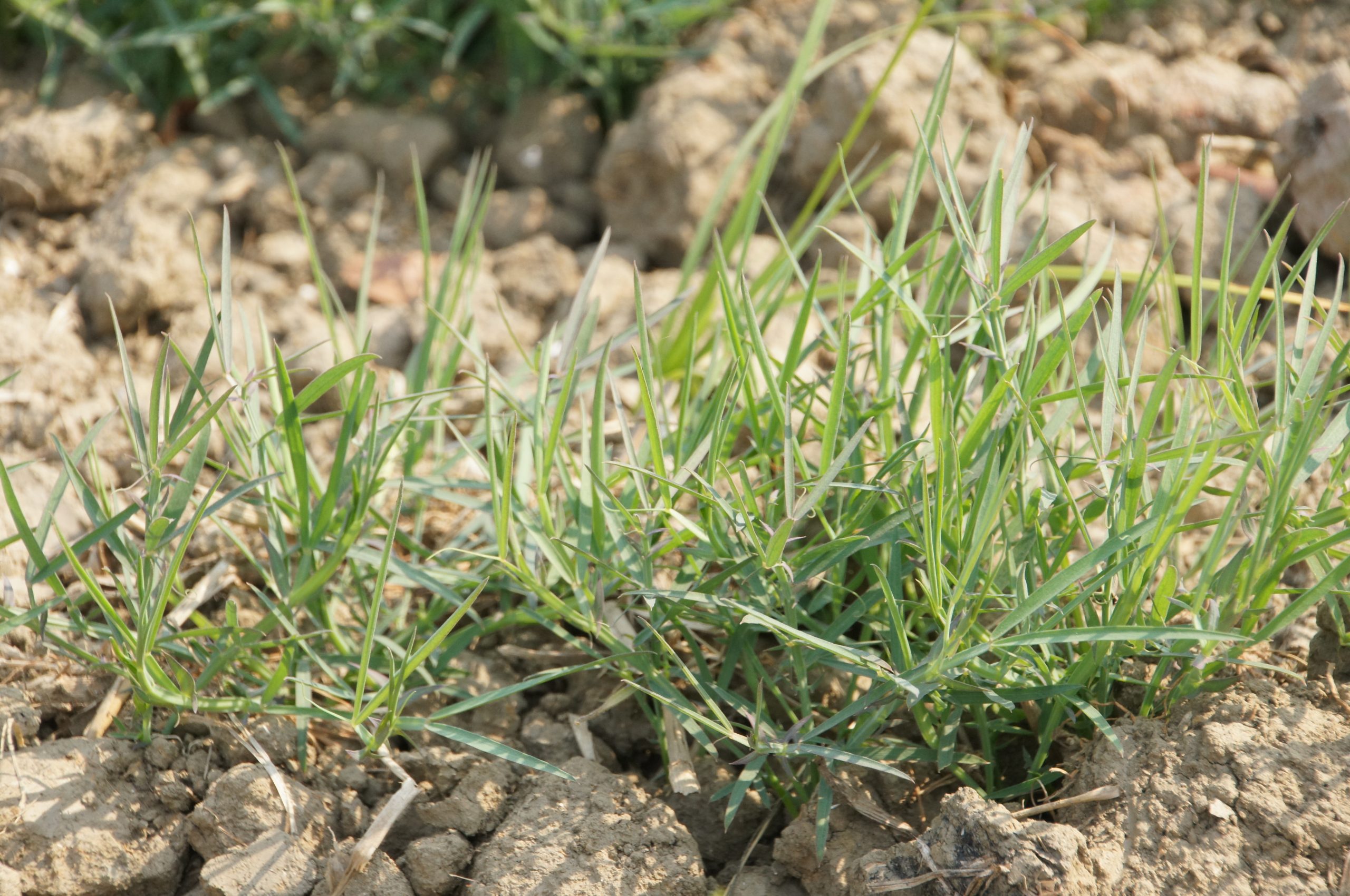 An example of grass pea growing in dry soil