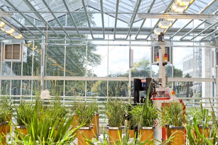 Glasshouse with plants growing in soil