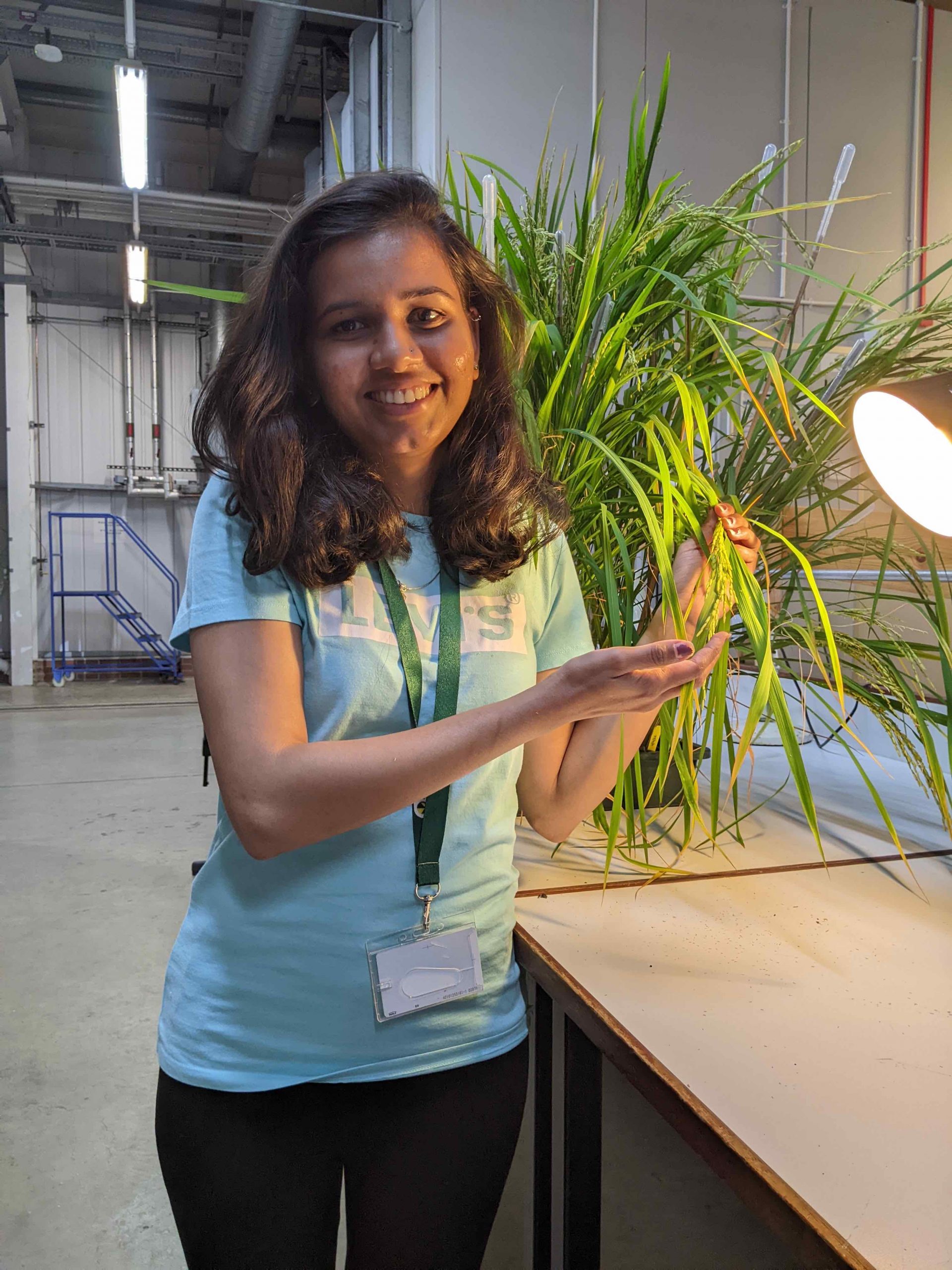 Aishwarya, a young woman wearing a blue t-shirt, holds some of the rice samples she is working with