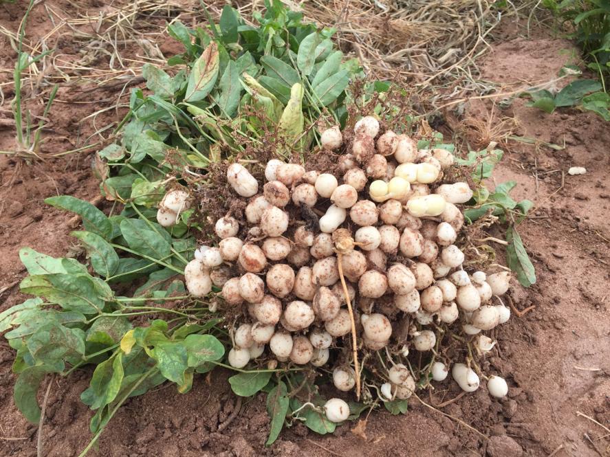 Bambara groundnut pods set on the earth after being dug up.