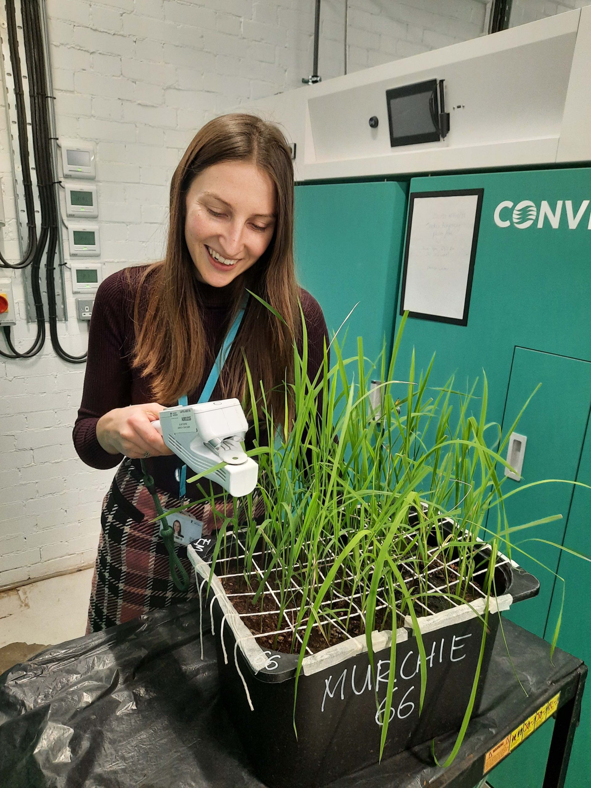 A white dark haired lady stands in front of a tray of rice seedlings, holding an instrument. Jordan studies heat tolerance in rice.
