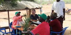 A group of people gathered around a table discussing pearl millet. A pearl millet plant is held by one person in a green cap. Pearl millet needs to become tolerant to drought.