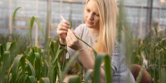 A blonde haired women crouches amongst wheat plants, looking closely at the grain of one plant. Diversity in wheat is a major problem facing the world.