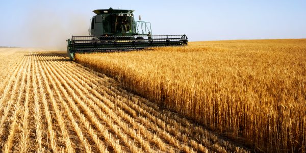 Large fields of wheat mask the susceptibility of wheat to disease. This picture shows a large combine harvest in a field of golden wheat