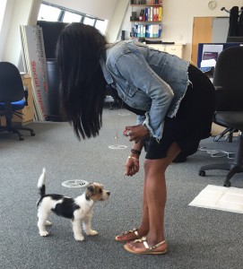genelva meikle, missy, jack russell, puppy, ingenuity lab, bring your dog to work day, office dog, office puppy