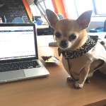 Tia, Kohl Kreatives dog, office dog, bring your dog to work day