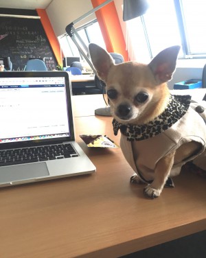 Tia, Kohl Kreatives dog, office dog, bring your dog to work day