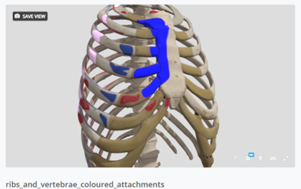 3D model of ribs created by Sketchfab