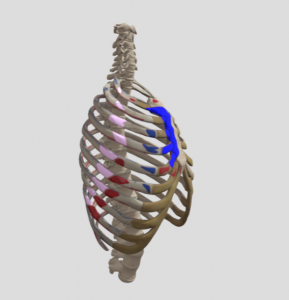 A 3d model of human ribs and vertebrae