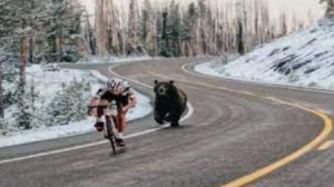 A brown bear is chasing a cyclist along a road